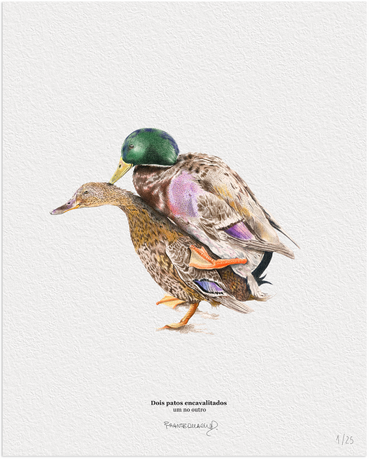 Arte - Dois patos encavalitados um no outro
